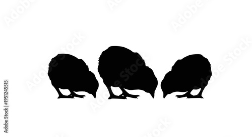 Set of 3 black kiwi bird silhouettes vector