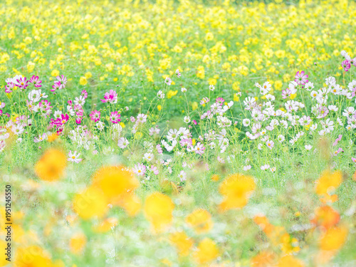 秋の公園や花壇を彩るコスモスのある風景。眩しい日差しでボケた様子。黄色いコスモスを背景に白とピンクのコスモスが生き生きとした様子。ぼんやりした花畑のイメージ。