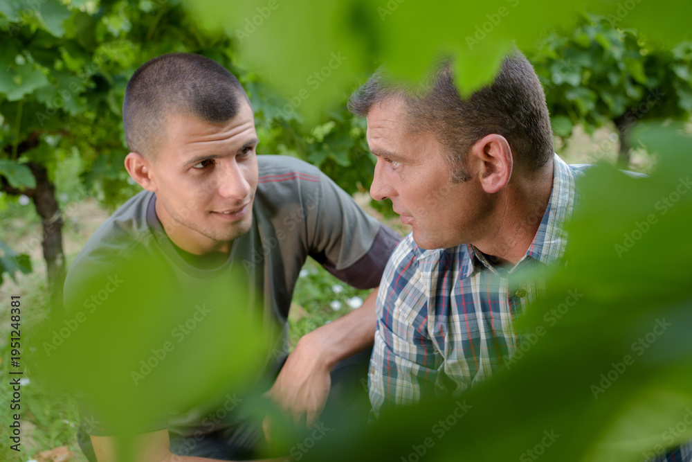 Fototapeta premium men picking grapes in vineyards