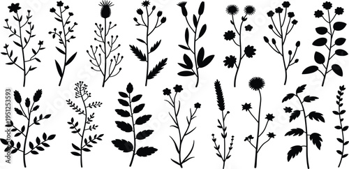 Black and White Silhouettes of Various Wild and Garden Plants and Flowers botanical nature