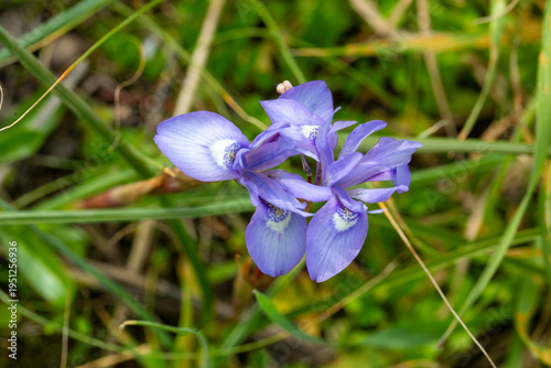 Moraea sisyrinchium, belong...