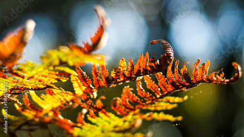 Feuilles de fougère et de chêne, dans la forêt des Landes de Gascogne