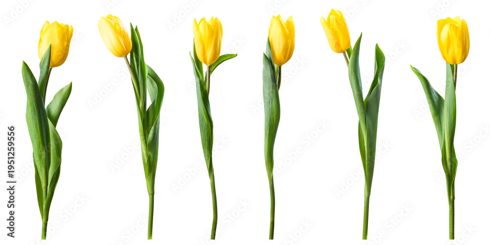 Naklejka premium High resolution yellow tulip flowers isolated on transperent