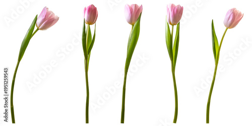 High resolution pink tulip flowers isolated on transperent