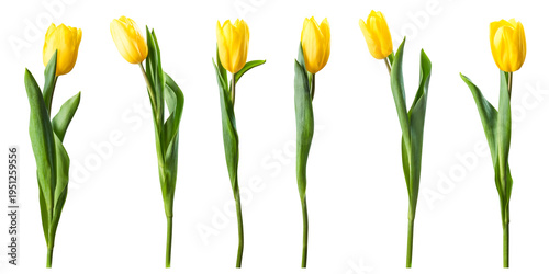 High resolution yellow tulip flowers isolated on transperent