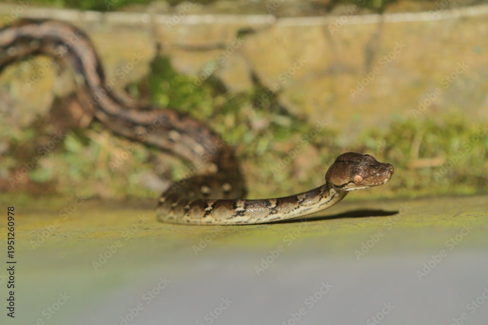 Fototapeta premium A young reticulatus python is seen crawling on the floor while looking around