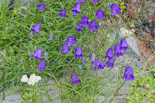 Flowering Scheuchzer's bellflower, Campanula scheuchzeri, in a meadow in the mountains, Alps, Europe