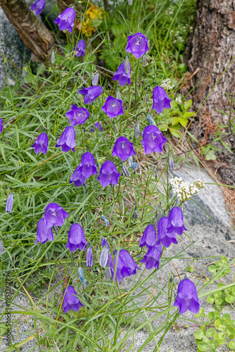 Flowering Scheuchzer's bellflower, Campanula scheuchzeri, in a meadow in the mountains, Alps, Europe