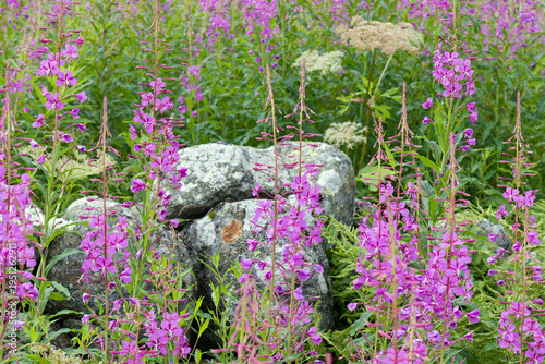 Flowering fireweed, Epilobium angustifolium, in a meadow in the mountains, Alps, Europe