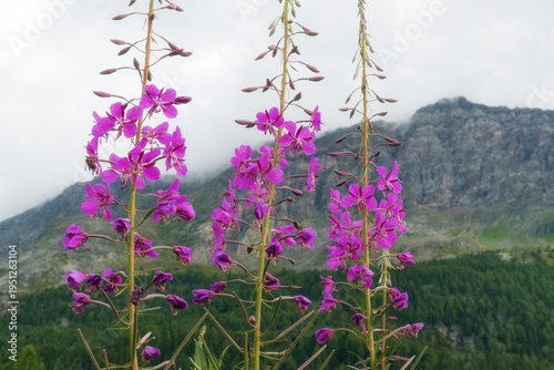 Flowering fireweed, Epilobium angustifolium, in a meadow in the mountains, Alps, Europe