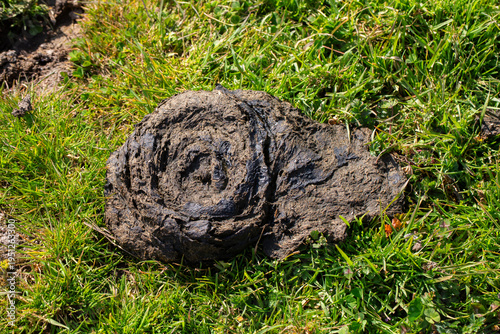 Fresh organic animal manure...