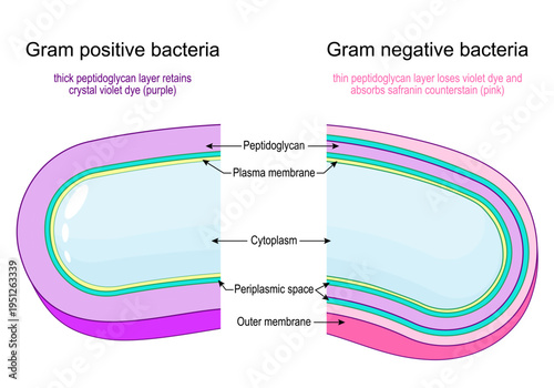 Gram positive bacteria or Gram negative bacteria. Gram stain test. Classification of bacteria by type of cell wall.