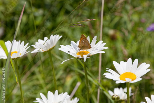 Butterfly on a flowering daisy, Leucanthemum, in a meadow in the mountains, Alps, Europe
