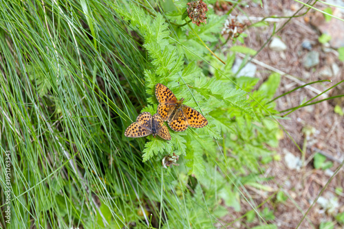 Butterfly in a meadow in the mountains, Alps, Europe