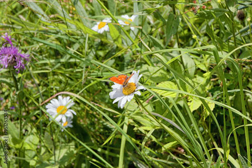 Butterfly on a flowering daisy, Leucanthemum, in a meadow in the mountains, Alps, Europe