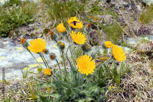 Flowering hawkweed, Hieracium, in a meadow in the mountains, Alps, Europe