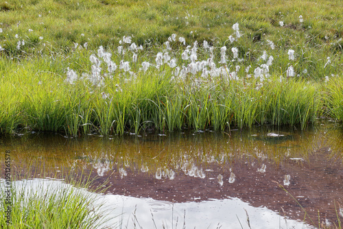 Flowering cotton grass, bog cotton, Eriophorum, in damp meadows in the mountains, Alps, Europe