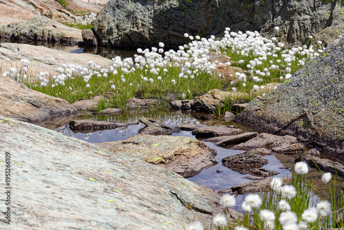 Flowering cotton grass, bog cotton, Eriophorum, in damp meadows in the mountains, Alps, Europe