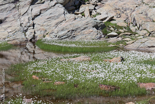 Flowering cotton grass, bog cotton, Eriophorum, in damp meadows in the mountains, Alps, Europe