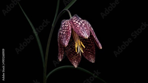 Beautiful Snakeshead Fritillary (Fritillaria meleagris) flower with unique checkered purple petals, isolated on a solid black background.