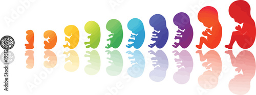 Human embryo development stages. Pregnancy and fetal body growth calendar from 1 to 9 month to birth. Vector cartoon illustration
