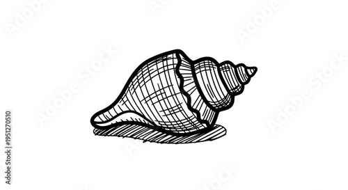 Black and White Line Art Seashell, Nautical Object, Vector Illustration