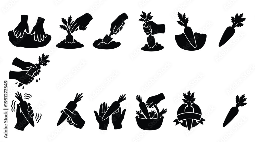 Obraz premium Harvesting carrots from garden soil with hands and gardening tools set