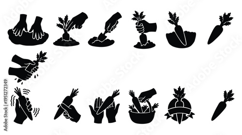 Harvesting carrots from garden soil with hands and gardening tools set