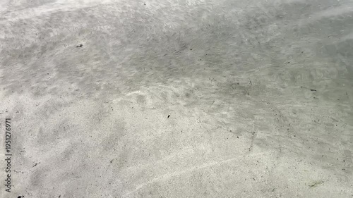 Fingerlings schooling en masse in shallows of ocean lagoon, marine ecosystem