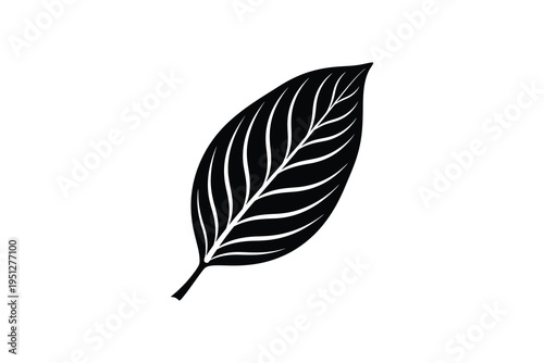 A detailed illustration of a single black leaf with white veins on a plain white background, showcasing its intricate texture and natural beauty.