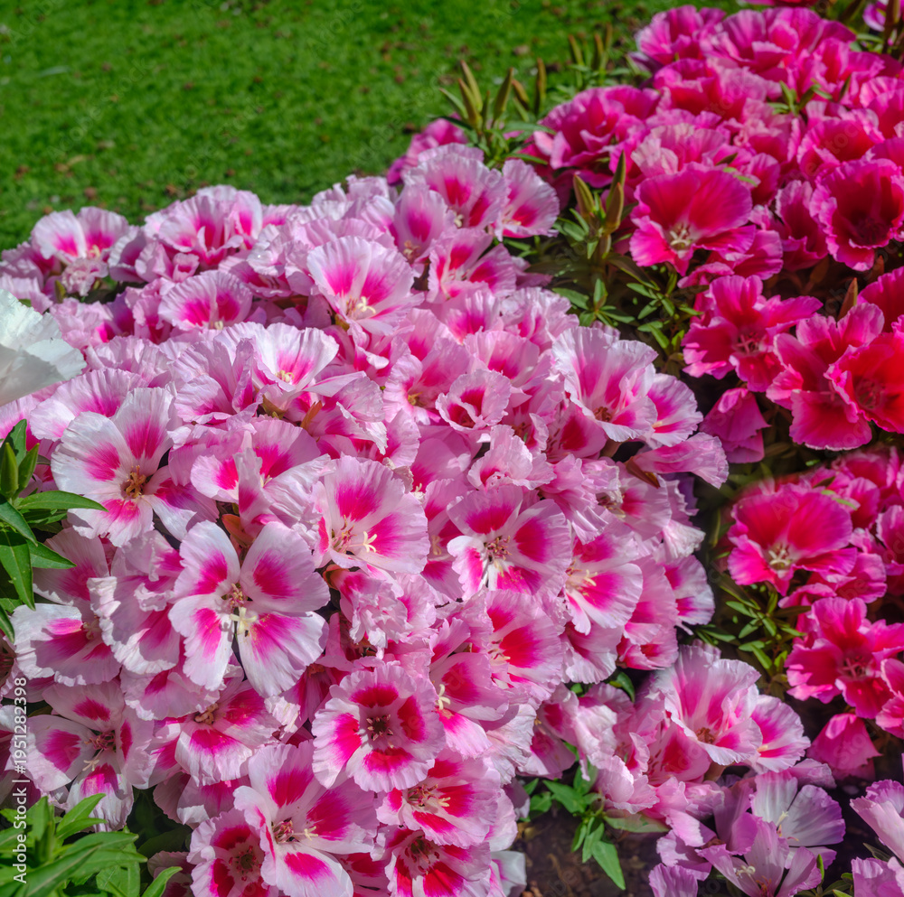 Fototapeta premium Beautiful spring flowers in Israel.
