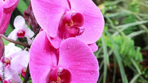Pink orchid flowers with water drops in soft sunlight