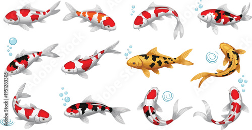 Koi Fish Vector Set Featuring Red White and Golden Varieties, Ornamental Patterns, and Graceful Swimming Poses for Aquarium, Pond Design, and Wildlife Illustration Projects.