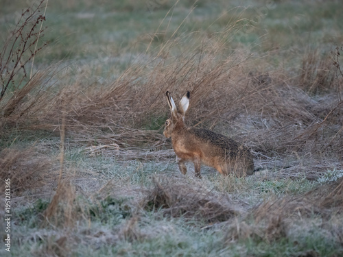 Obraz na płótnie Feldhase, Lepus, europaeus