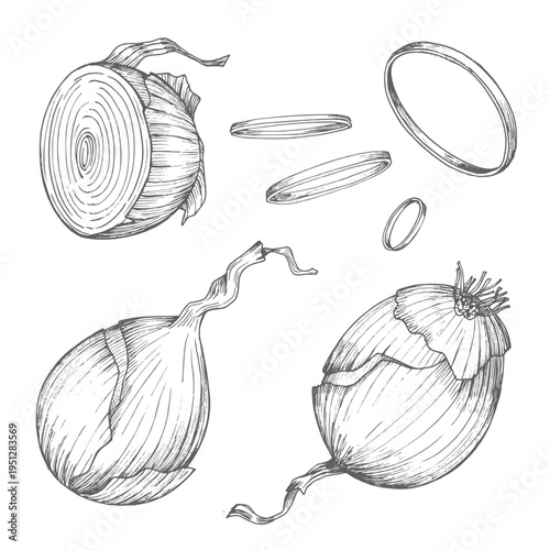 Set of onions. Vector ink styled handmade illustration. For packaging design, cards, cover, prints, product labels and fabric.