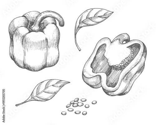 Set of the bell pepper. Vector ink styled handmade illustration. For packaging design, cards, cover, prints, product labels and fabric.
