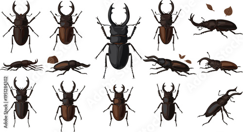 Stag Beetle Vector Set Featuring Large Mandibles, Multiple Poses, and Detailed Insect Anatomy for Entomology Study, Wildlife Illustration, and Nature Design Projects.