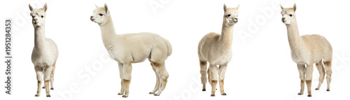 A delightful collection of four charming alpacas, captured in various natural poses, showcasing their soft.
