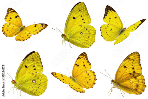 Konstfotografi A vibrant collection of six delicate yellow butterflies, captured in various dynamic flight and serene resting