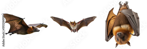 Fotografía Three different fruit bats and microbats captured mid-flight and hanging upside down