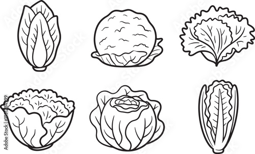 Collection of different lettuce and cabbage varieties in line art