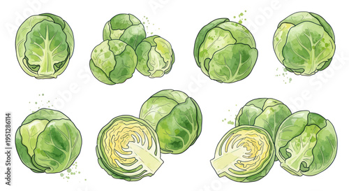 Fresh Brussels Sprouts Collection: Whole and Halved, Watercolor Illustration