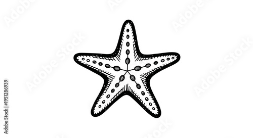 Black and White Line Art Starfish Illustration on White Background