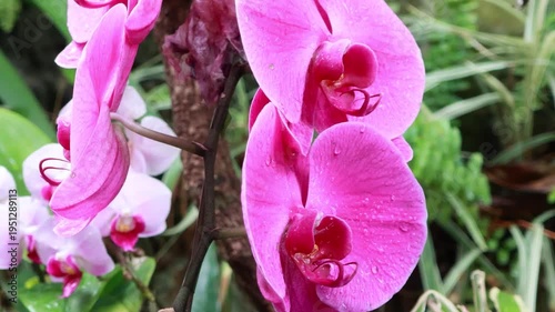 Pink orchid flowers with water drops in soft sunlight