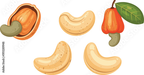 Cashew nuts and cashew fruit vector illustration showing shell, roasted nuts, cashew apple, leaf detail, and tropical agricultural food elements