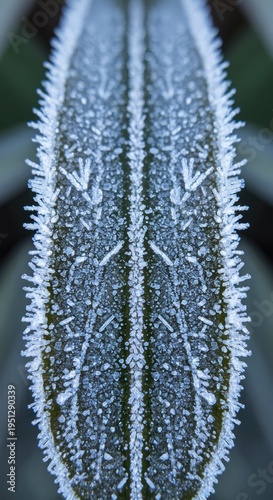 Frozen leaf with ice crystals macro.