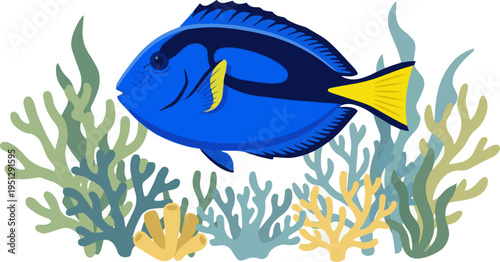 Create a realistic royal blue tang fish swimming tropical reef ocean, bright yellow tail saltwater sea vector art with white background..