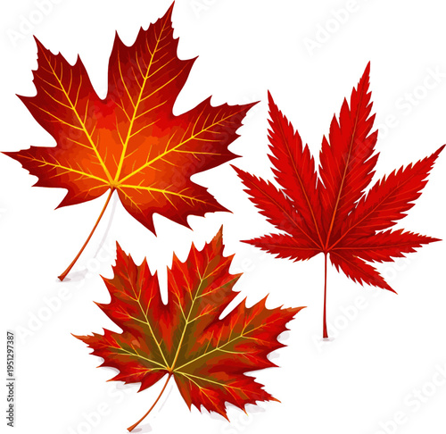 Isolated a realistic kinds of deferent red maple leaf, autumnal foliage, changing color, bright vivid veins and serrated edges vector art with white background..