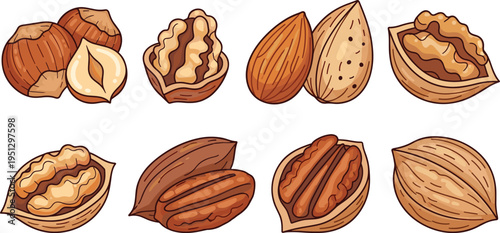 Collection of cartoon nuts including hazelnuts, walnuts, almonds, and pecans in shells and opened, vector food illustration for educational use