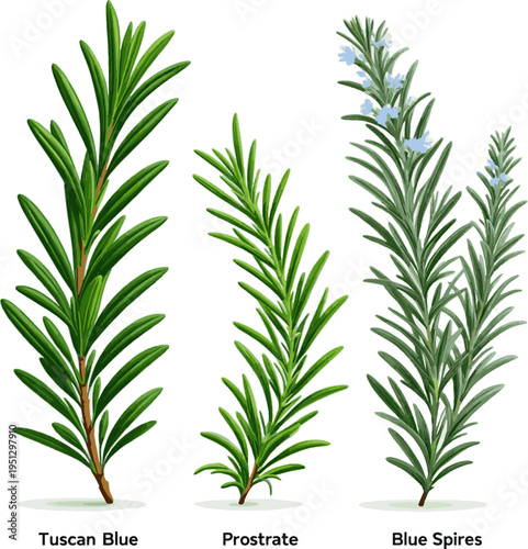 Isolated a realistic kinds of deferent Rosemary herb, fresh aromatic evergreen flavoring plant with needle-like leaves vector art with white background..